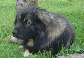 A large black with tan Sarplaninac is laying in grass and behind it is a slim tree. The dog has golden colored eyes.