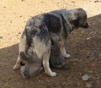 The back right side of a Sarplaninac dog that is standing in dirt and is feeding a litter of puppies.