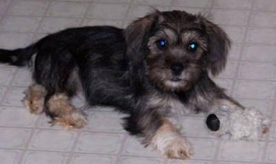 Side view - A shaggy black with tan Schnekingese puppy is laying across a tiled floor and it is looking forward. There is a plush toy near its front right paw.