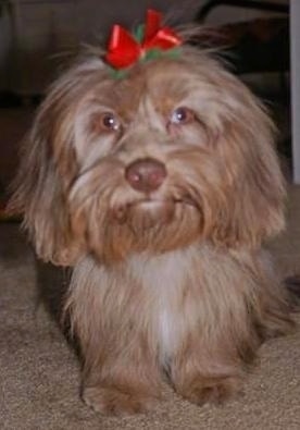 A long haired, tan Schweenie with a red ribbon in its hair is laying on a carpet and it is looking forward. The dog has a serious look on its face, a brown nose and a red ribbon on its head. Its ears are long and covered in hair. It has short legs. The dog has golden yellow round eyes