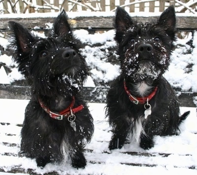Two black with white Scoland Terriers are sitting on a snowy bench outside. The dogs have snow on their faces. The dogs are wearing red collars.
