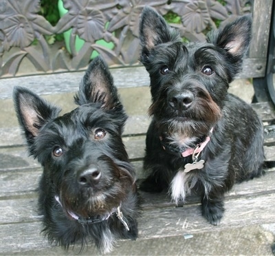 Top down view of two black with white Scoland Terriers that are sitting on a hardwood bench that has a medal flowered back. The dogs are looking up. The dogs have perk ears, their coat is shiny and they have medium length hair with beards under their chins.