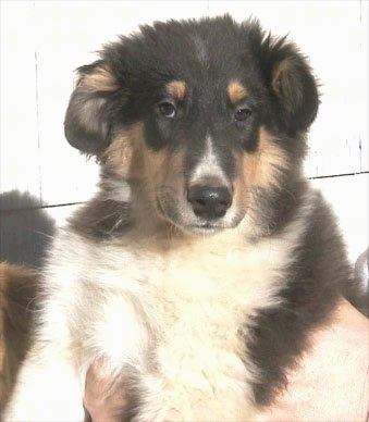 Close up front view - A fuzzy black with tan and white Scotch Collie puppy is being held in the air by a person that is outside. Its eyes look sleepy.