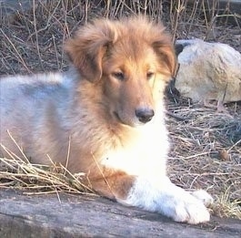 Front side view - A brown with white Scotch Collie puppy is laying across a wooden log, it is looking down and it is looking to the right. It has fuzzy hair on its head.