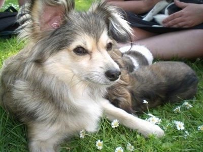 Front view - A black with tan and white Shelillon is laying on grass and sitting to the right. There is a person sitting cross-legged behind it. The dog has longer hair on its ears, chest and belly. One of its ears is up and the other is folded over. Its snout is tan going down its chest and on its front paws. The rest of the dog is black and gray mixed.