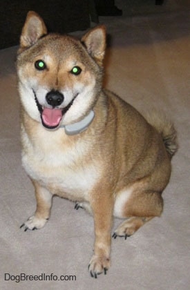 Close up - A tan with white Shiba Inu is sitting on a carpet, it is looking up, its head is slightly tilted to the right, its mouth is open and it looks like it is smiling. It has glowing green eyes and small perk ears. It is wearing an electric fence collar.