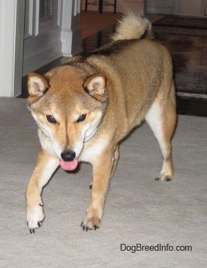 Front view - A thick coated, brown with white Shiba Inu is looking down at a carpet as it walks, its mouth is open and its tongue is out. It has small perk ears and its one front paw is up in the air.