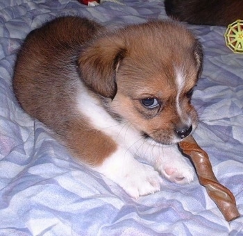 The front right side of a brown with white Shorgi puppy laying across a bed and it has a chewy rawhide stick toy in its mouth.