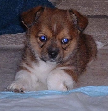 Close up front view - A brown with white and black Shorgi puppy is laying across a carpet and it is looking forward. Its eyes are glowing blue from the lighting and its v-shaped ears are small and folded over to the front. There is a pee pad in front of it.