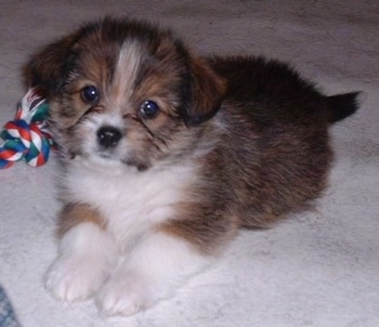Close up - The front left side of a fluffy brown and black with white Shorgi puppy that is laying across a carpeted surface, it is looking forward and its head is tilted to the right.