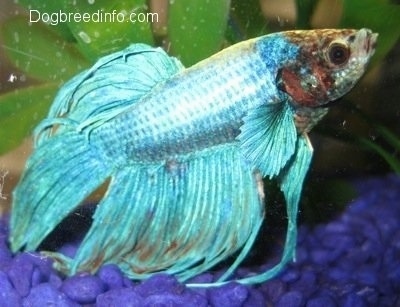 Betta Fresh Water Fish Information And Pictures