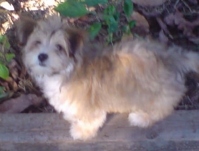 The left side of a tan with white Silky-Lhasa puppy standing across a small concrete wall looking up with green plants and brown brush behind it.
