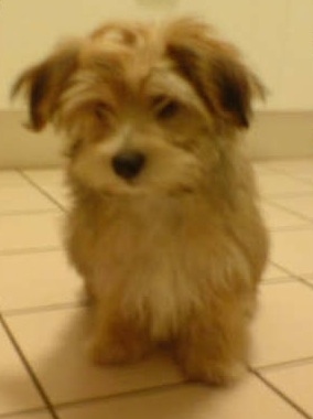 Front view - A longhaired, tan with white Silky-Lhasa puppy standing on a tan tiled floor looking forward and down.