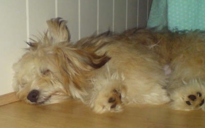 Side view - A longhaired, tan with white Silky-Lhasa dog is sleeping on its right side on a hardwood floor with its head against a white wall.