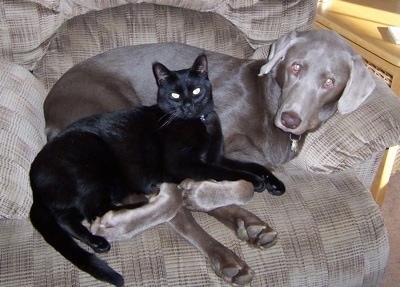 A silver Labrador Retriever is laying in an brown arm chair and a black cat is laying on top of the dog.