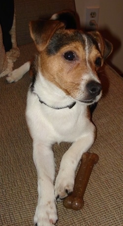 Close up - A white with brown and black Smooth Fox Terrier puppy laying on a carpet, there is a bone toy to the right of it and it is looking to the right.