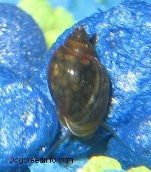 Close Up - A snail inside of its shell on top of a blue rock