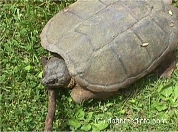 Close up - Top down view of a large 2 foot snapping turtle that is laying in grass on top of a stick.