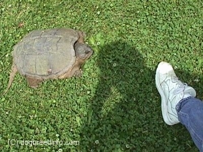 A large snapping turtle is standing in grass in front of a man's foot. The two foot turle is twice the size of the shoe that is about 12 inches long.