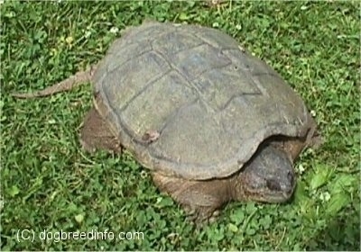 Close up - A large snapping turtle is laying out in grass.