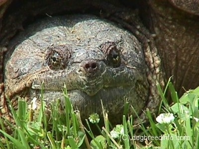 Close up front view - The face of a snapping turtle that is laying in grass.