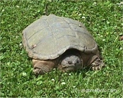 Front view - A large 2 foot snapping turtle that is laying in grass. Its head is descending into its shell.