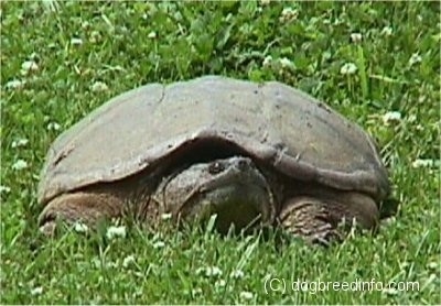 A large 2 foot snapping turtle is laying in grass. Its head is descending into its shell and it is looking up and to the right.