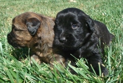Two small puppies in grass - A black Soft Coated Golden puppy and a brown with black Soft Coated Golden puppy are laying in grass. The black one is looking forward and the brown with black one is looking to the left.