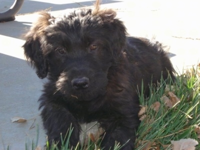 Close up front view - A furry black Soft Coated Golden puppy is laying partially in grass and on a sidewalk. It is looking forward and its head is slightly tilted to the left.
