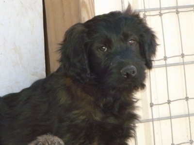 The right side of a black Soft Coated Golden puppy standing in front of a door looking forward. It has longer wavy hair on its chest and ears.