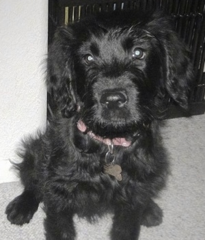 Close up front view - A soft, wavy coated, shiny black Sofe Coated Golden puppy is sitting on a carpet, it is looking up and its head is tilted to the left.