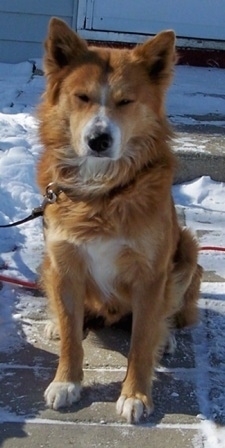 View from the front - A red with white Spitz mix breed dog is sitting on a walkway to a door surrounded by snow. It has perk ears and its eyes are squinting.