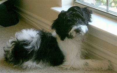 A black and white Mini Springerdoodle dog is laying across a tan carpet in front of a low window looking towards the camera.