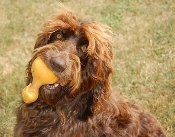 Close up - A wavy coated, chocolate with white Springerdoodle is standing in grass, it has an orange toy in its mouth and its head is tilted to the right. It has light golden brown eyes.