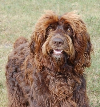 A longhaired wavy coated, chocolate with white Springerdoodle dog is standing in grass, it is looking up and to the left and its mouth is open. It has golden brown eyes.