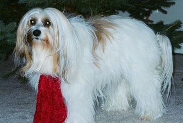 The left side of a thick, longhaired, white with tan and black Tibetan Terrier that is standing across a carpet, it is wearing a red scarf and behind it is a Christmas tree.