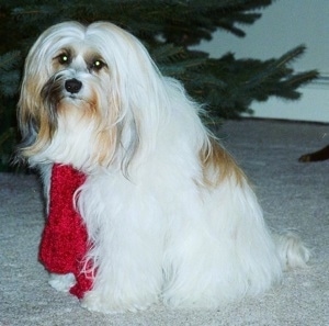 The left side of a long haired, thick coated, white with tan and black Tibetan Terrier that is sitting across a carpet. It is wearing a red scarf, it is looking forward and there is a Christmas tree behind it.