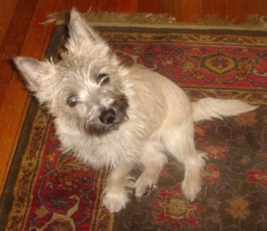 Top down view of a wiry looking, tan with black Toxrin dog that is sitting on a rug, it is looking up and to the right. It has perk ears and longer hair on its snout and face.