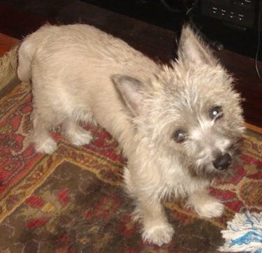 Top down view of a tan with black Toxirn puppy that is standing across a rug and its head is slightly tilted to the left. The dog has wiry looking hair, perk ears, round eyes and a black nose.