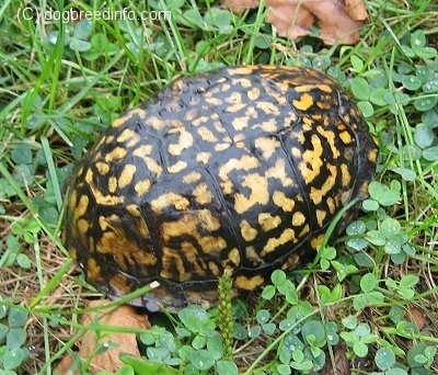 Close up - An orange and black box turtle that is inside its shell. It is in grass outside.