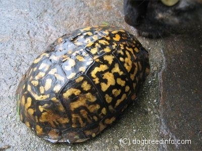 A cat is  looking at a orange and black box turtle that is inside of its shell. They are on a wet rock.