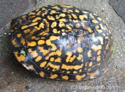 Close up - An orange and black box turtle that is inside of its shell, is laying on a wet rock.