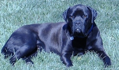 The right side of a shiny-coated, thick, wide black Ultimate Mastiff dog that is laying across a field. The dog has soft looking drop ears that hang down to the sides, brown squinty eyes and a large black nose.