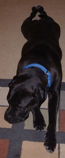 Top down view of a wide, thick bodied black Ultimate Mastiff that is laying out on a carpet and its head is turned to the left.