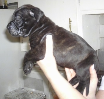 The left side of a thick, stocky looking, small black Ultimate Mastiff puppy being held in the air by a persons hands. The dog has extra skin and wrinkles.