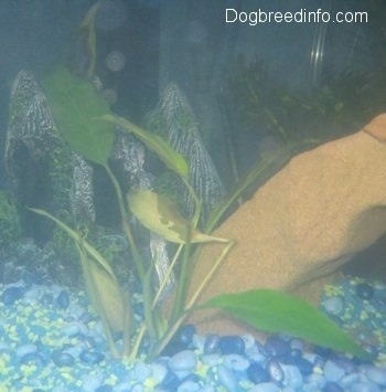 An umbrella plant is inside of an aquarium next to a rock. The tank has shades of blue gravel with yellow mixed in.