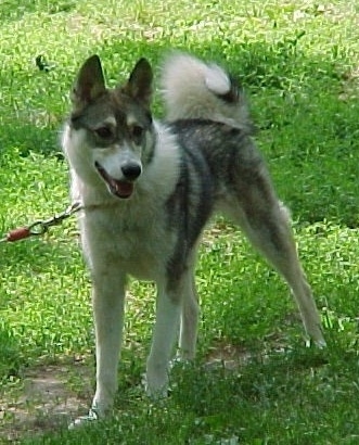 A grey and white Siberian Laika is standing across a grassy surface, it is looking to the right and its mouth is open. It has a very thick curl tail.