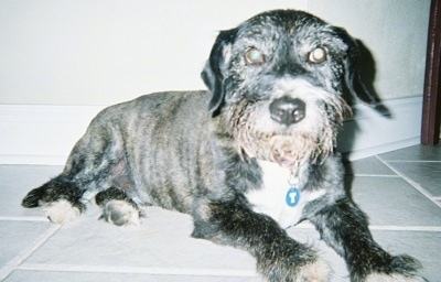 The front right side of a black with white West of Argyll Terrier dog that is laying across a tiled floor and it is looking forward. It's coat is shaved short and it has long drop ears that hang down to the sides and a big black nose.