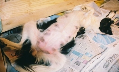 Pearl the Dam Border Collie laying on newspaper on her back