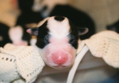 Close Up - Newborn Border Collie Puppy laying on a knit blanket